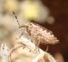Holcostethus sphacelatus